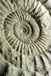 Nautilus Versteinerung