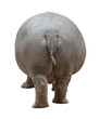 Hippopotamus back cutout