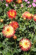 Chrysanthemen