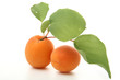 abricots sur fond blanc abricots sur fond blanc