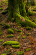Autumn forest and green moss