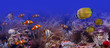 Tropical fishes Tropical fishes