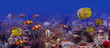 Exotic fishes