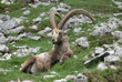 Bouc au repos