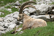 Bouc au repos