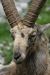 Portrait de vieux bouc solitaire
