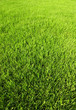 Juicy grass