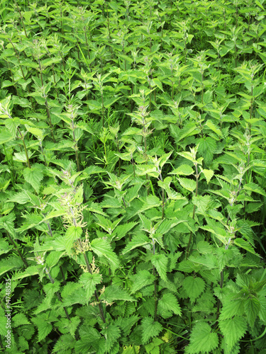 Photo: stinging nettles stinging nettles