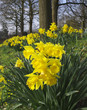 daffodil