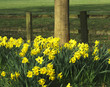 daffodil