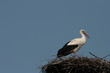 stork