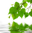Birch leaves and reflection in water.