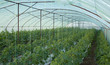 Greenhouse with cucumber plants