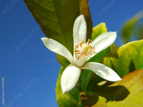 Foto: Zitronenblüte Zitronenblüte
