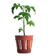 Tomatenpflanze