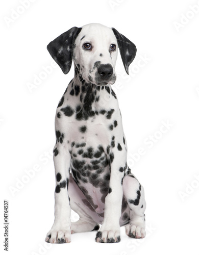 Photo: Dalmatian puppy Dalmatian puppy