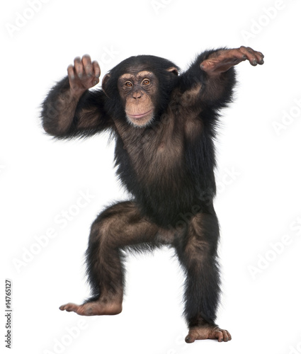 Young Chimpanzee dancing