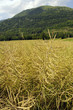 Campo di colza - Friuli