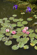 nénuphars et bassin