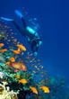 Corals, fishes and diver