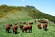 Vaches Salers, Cantal Vaches Salers, Cantal