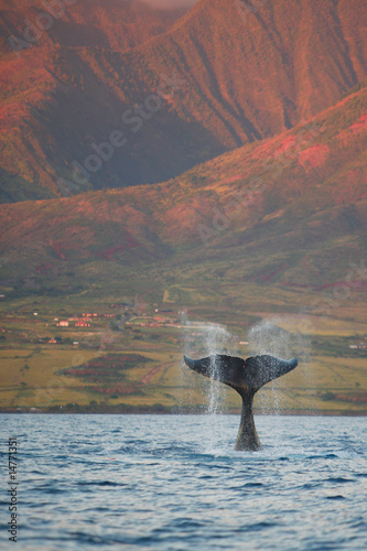 Photo: Humpback Fluke Humpback Fluke