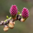 Fleurs de Mélèze
