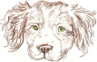 Britney Spaniel Dog