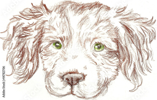 Illustration: Britney Spaniel Dog Britney Spaniel Dog