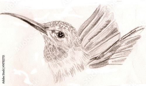 Photo: Sketch of a hummingbird, looking proudly to one side Sketch of a hummingbird, looking proudly to one side