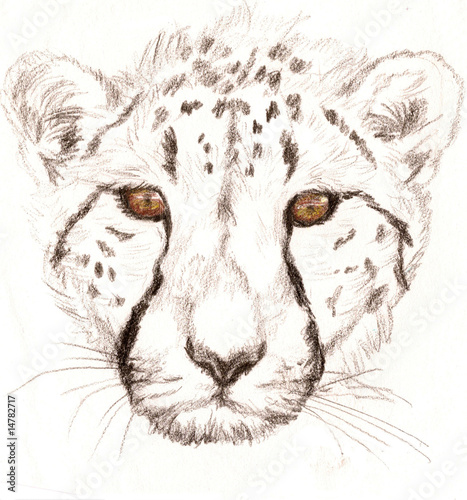 Photo: Colored Pencil Sketch of a Cheetah Colored Pencil Sketch of a Cheetah