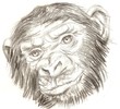 Black and white sketch of a gorilla monkey