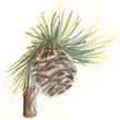 Pinecoe