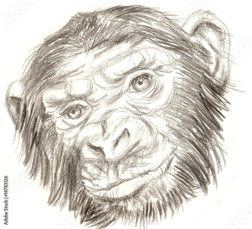 Illustration: Black and white sketch of a gorilla monkey Black and white sketch of a gorilla monkey