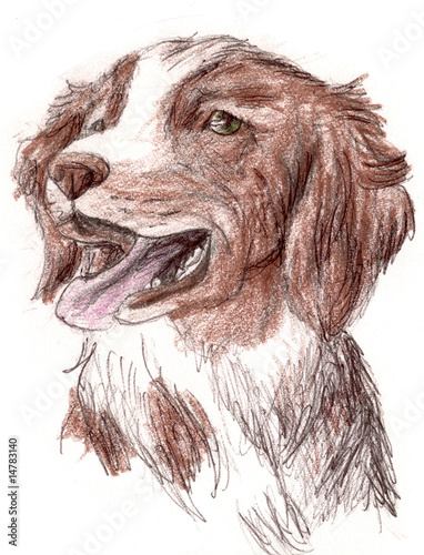 Photo: Britney Spaniel Dog Britney Spaniel Dog