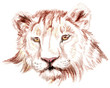 Lion's head