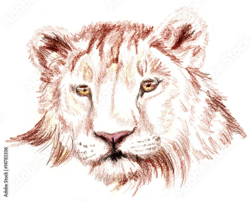 Illustration: Lion's head Lion's head
