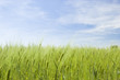 Wheat field on spring