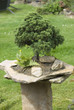 Bonsai