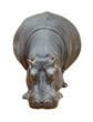 Hippopotamus front view