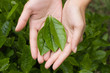 Tea Leaves