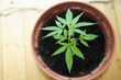 Cannabis home grow
