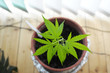 Cannabis home grow