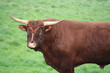 taureau
