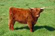 Highland cattle
