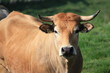 vache vache