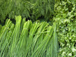 Petersilie, Dill und Schnittlauch