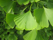 gingko gingko