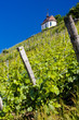 grand cru vineyard and Chapel, Thann, Alsace, France