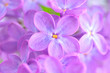 lilac flower lilac flower